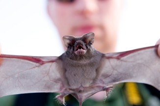 Mexican (Brazilian) free-tailed bat